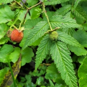 Rubus rosifolius var. rosifolius (Natve Raspberry) at by trevorpreston