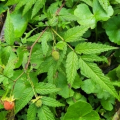 Rubus rosifolius var. rosifolius at Dorrigo Mountain, NSW - 26 Dec 2022