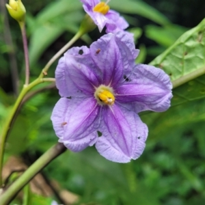 Solanum aviculare at Dorrigo Mountain, NSW - 26 Dec 2022 11:47 AM