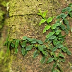 Pothos longipes (Candle Vine) at Dorrigo National Park - 26 Dec 2022 by trevorpreston