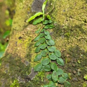 Pothos longipes at Dorrigo Mountain, NSW - 26 Dec 2022