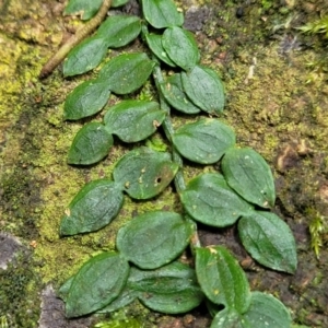 Pothos longipes at Dorrigo Mountain, NSW - 26 Dec 2022 11:46 AM