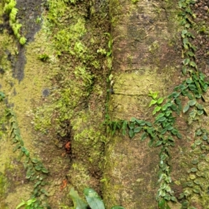 Pothos longipes at Dorrigo Mountain, NSW - 26 Dec 2022 11:46 AM