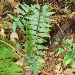 Asplenium polyodon (Willow Spleenwort) at Dorrigo Mountain, NSW by trevorpreston