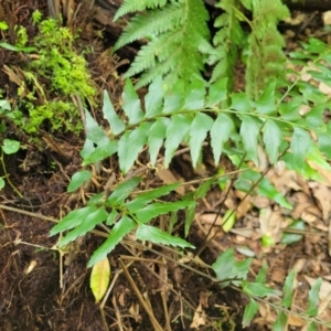 Asplenium polyodon at Dorrigo Mountain, NSW - 26 Dec 2022