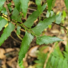 Asplenium polyodon at Dorrigo Mountain, NSW - 26 Dec 2022