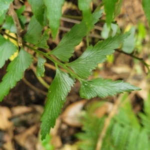 Asplenium polyodon at Dorrigo Mountain, NSW - 26 Dec 2022