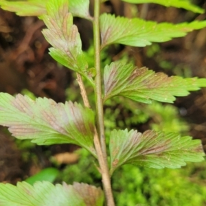 Asplenium polyodon at Dorrigo Mountain, NSW - 26 Dec 2022