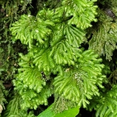 Unidentified Moss / Liverwort / Hornwort at Dorrigo Mountain, NSW - 26 Dec 2022 by trevorpreston