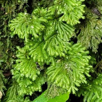 Unidentified Moss, Liverwort or Hornwort at Dorrigo National Park - 26 Dec 2022 by trevorpreston