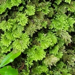 Unverified at suppressed - suppressed