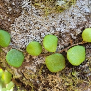 Pyrrosia rupestris at Dorrigo Mountain, NSW - 26 Dec 2022 11:40 AM