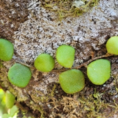 Pyrrosia rupestris (Rock Felt Fern) at Dorrigo National Park - 26 Dec 2022 by trevorpreston