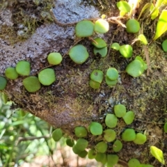 Pyrrosia rupestris at Dorrigo Mountain, NSW - 26 Dec 2022 11:40 AM