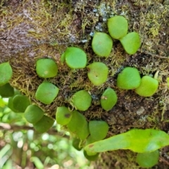 Pyrrosia rupestris at Dorrigo Mountain, NSW - 26 Dec 2022