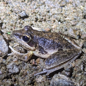 Litoria latopalmata at Kambah, ACT - 26 Dec 2022 09:37 PM