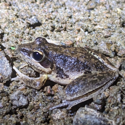 Litoria latopalmata (Broad-palmed Tree-frog) at Lions Youth Haven - Westwood Farm A.C.T. - 26 Dec 2022 by HelenCross