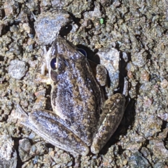 Litoria latopalmata at Kambah, ACT - 26 Dec 2022 09:37 PM