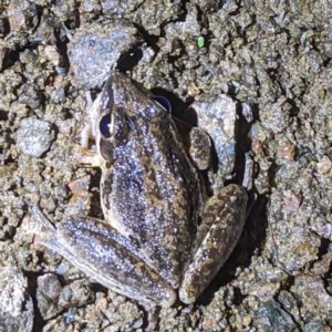 Litoria latopalmata at Kambah, ACT - 26 Dec 2022