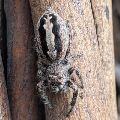 Sandalodes superbus (Ludicra Jumping Spider) at Lions Youth Haven - Westwood Farm A.C.T. - 26 Dec 2022 by HelenCross