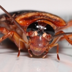 Periplaneta americana at Wellington Point, QLD - 18 Dec 2022 by TimL