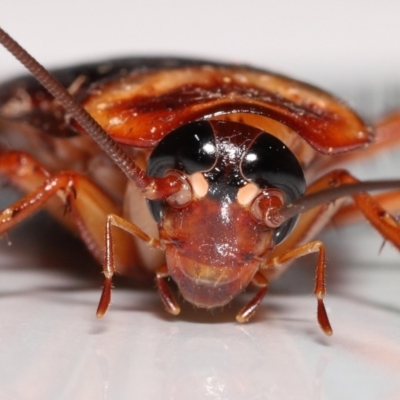 Periplaneta americana (American cockroach) at Wellington Point, QLD - 18 Dec 2022 by TimL