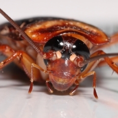 Unidentified Cockroach (Blattodea, several families) (TBC) at Wellington Point, QLD - 18 Dec 2022 by TimL