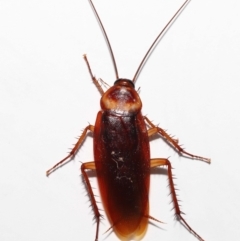 Periplaneta americana at Wellington Point, QLD - suppressed