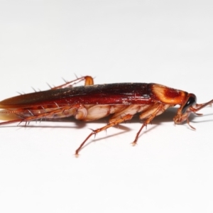 Periplaneta americana at Wellington Point, QLD - 18 Dec 2022