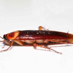 Periplaneta americana at Wellington Point, QLD - 18 Dec 2022