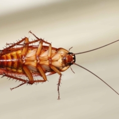 Periplaneta americana at Wellington Point, QLD - 18 Dec 2022