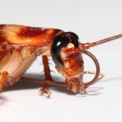 Periplaneta americana (American cockroach) at Wellington Point, QLD - 18 Dec 2022 by TimL