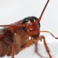 Periplaneta americana at Wellington Point, QLD - 18 Dec 2022