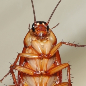 Periplaneta americana at Wellington Point, QLD - 18 Dec 2022