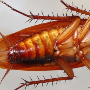 Periplaneta americana at Wellington Point, QLD - 18 Dec 2022