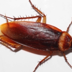 Periplaneta americana at Wellington Point, QLD - 18 Dec 2022