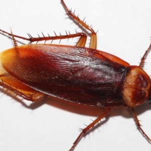 Periplaneta americana at Wellington Point, QLD - 18 Dec 2022