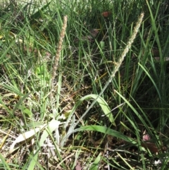 Plantago varia (Native Plaintain) at Hawker, ACT - 23 Dec 2022 by sangio7