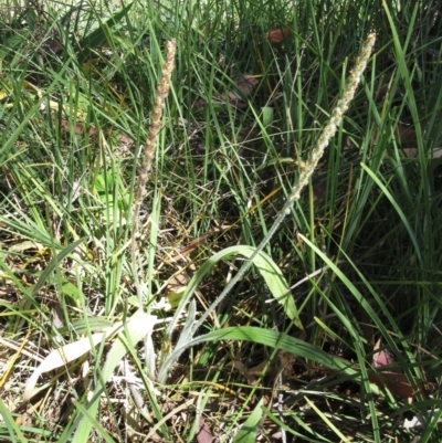 Plantago varia (Native Plaintain) at Hawker, ACT - 24 Dec 2022 by sangio7