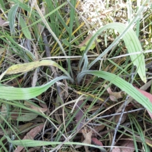 Plantago varia at Hawker, ACT - 24 Dec 2022