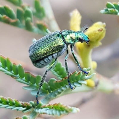 Diphucephala sp. (genus) (Green Scarab Beetle) at Pine Island to Point Hut - 26 Dec 2022 by MatthewFrawley