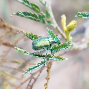 Diphucephala sp. (genus) at Greenway, ACT - 26 Dec 2022