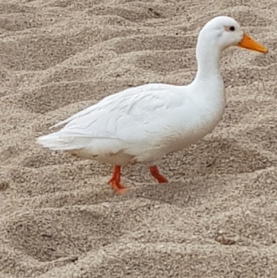 Anas platyrhynchos (Mallard (Domestic Type)) at Pine Island to Point Hut - 26 Dec 2022 by MatthewFrawley