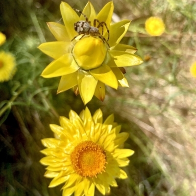 Backobourkia sp. (genus) at QPRC LGA - 25 Dec 2022 by Komidar