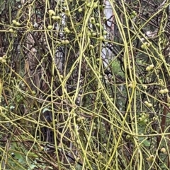 Cassytha melantha (Coarse Dodder-Laurel) at Cotter River, ACT - 26 Dec 2022 by JaneR