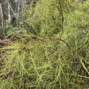 Exocarpos strictus at Cotter River, ACT - 26 Dec 2022