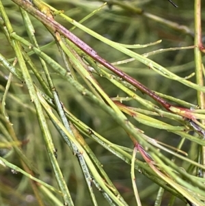 Exocarpos strictus at Cotter River, ACT - 26 Dec 2022 03:43 PM