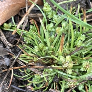 Isolepis gaudichaudiana at Cotter River, ACT - 26 Dec 2022 04:15 PM