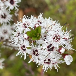 Kunzea ericoides at Cotter River, ACT - 26 Dec 2022