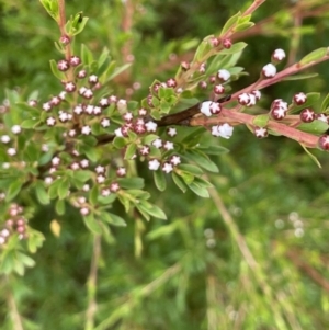 Kunzea ericoides at Cotter River, ACT - 26 Dec 2022